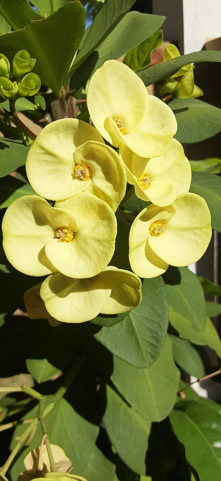 Crown of Thorns Cutting Light Yellow Euphorbia milii Indoor Outdoor Plant Propagation