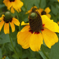 Clasping Coneflower Seeds Bulk Pack | Non-GMO Rudbeckia amplexicaulis for Wildflower Gardens