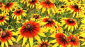 Gloriosa Daisy Seeds - 1000+ Rudbeckia hirta Flower Seeds for Bright Yellow and Orange Blooms, Annual Garden Plant