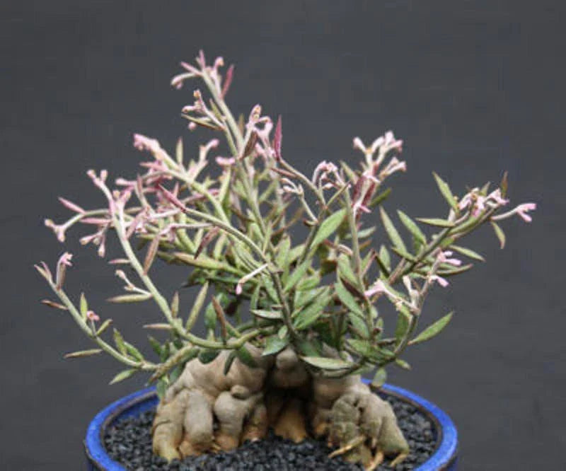 Monadenium Rubellum Caudex Bonsai Cactus Seeds - Unique Succulent for Indoor Gardening, Drought Tolerant, Compact, 10 Seeds