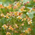 Epimedium Warleyense 'Orange Queen' Fairy Wings Plant - Shade Perennial with Orange Flowers, Ground Cover, Pollinator-Friendly