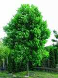 Silver Maple Tree Live Starter Plant 6-12 Inches Acer saccharinum Bare Root for Landscaping
