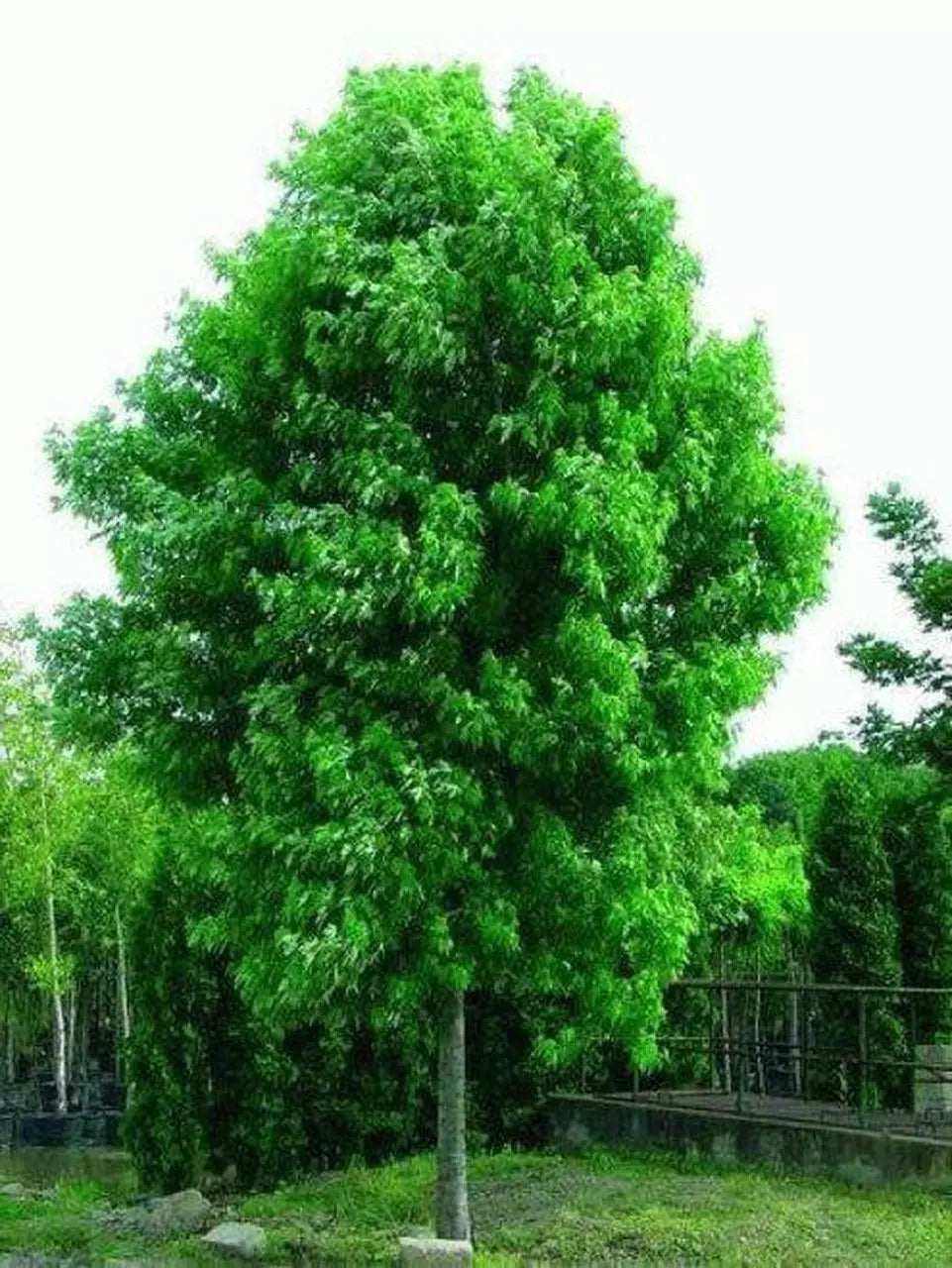 Silver Maple Tree Live Starter Plant 6-12 Inches Acer saccharinum Bare Root for Landscaping