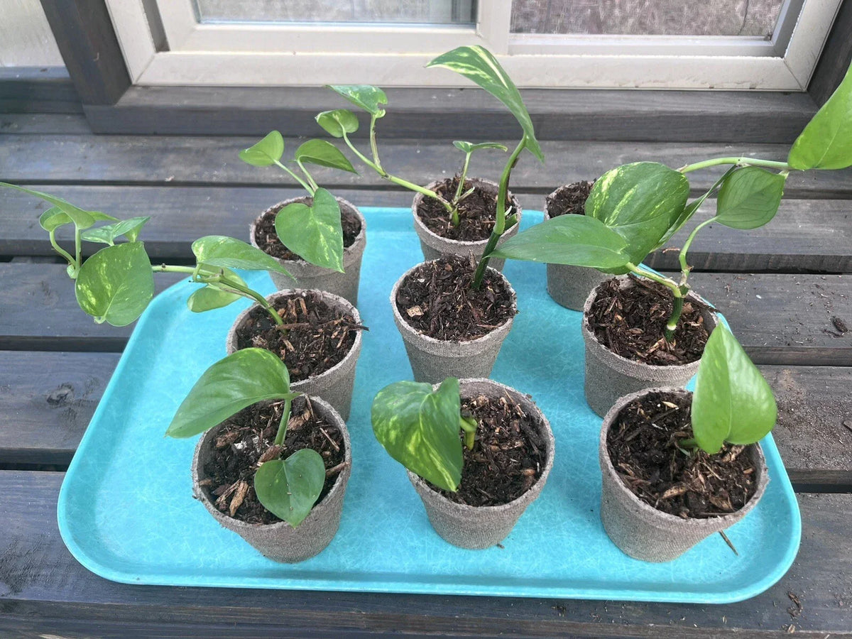 Marble Queen Golden Pothos Live Plant in 3-Inch Pot, Variegated Epipremnum aureum, Trailing Vine, Indoor Houseplant