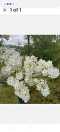 Bare Root Lilac Bushes 10 Pack Purple & White Syringa vulgaris Fragrant Shrubs for Garden Planting