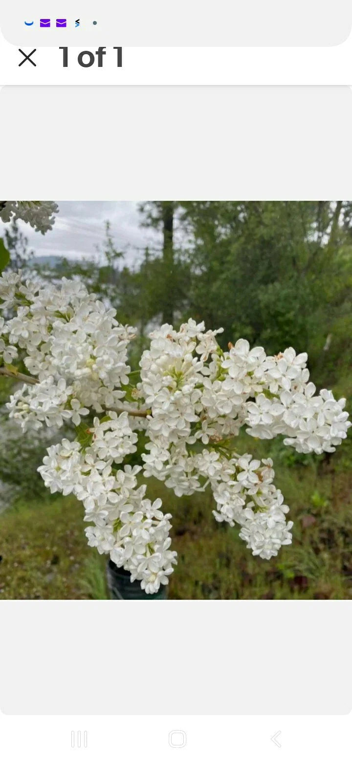 Bare Root Lilac Bushes 10 Pack Purple & White Syringa vulgaris Fragrant Shrubs for Garden Planting