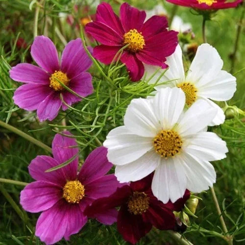 Versailles Tetra Mix Cosmos Seeds - 200+ Pack, Colorful Annual Flowers, Cosmos bipinnatus, Garden Seeds for Borders & Containers