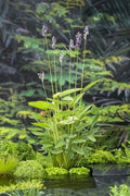 Hardy Water Canna Plant Root with Two Shoots for Ponds and Water Gardens Thalia Dealbata
