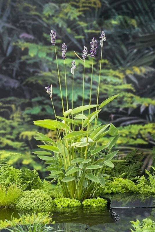Hardy Water Canna Plant Root with Two Shoots for Ponds and Water Gardens Thalia Dealbata