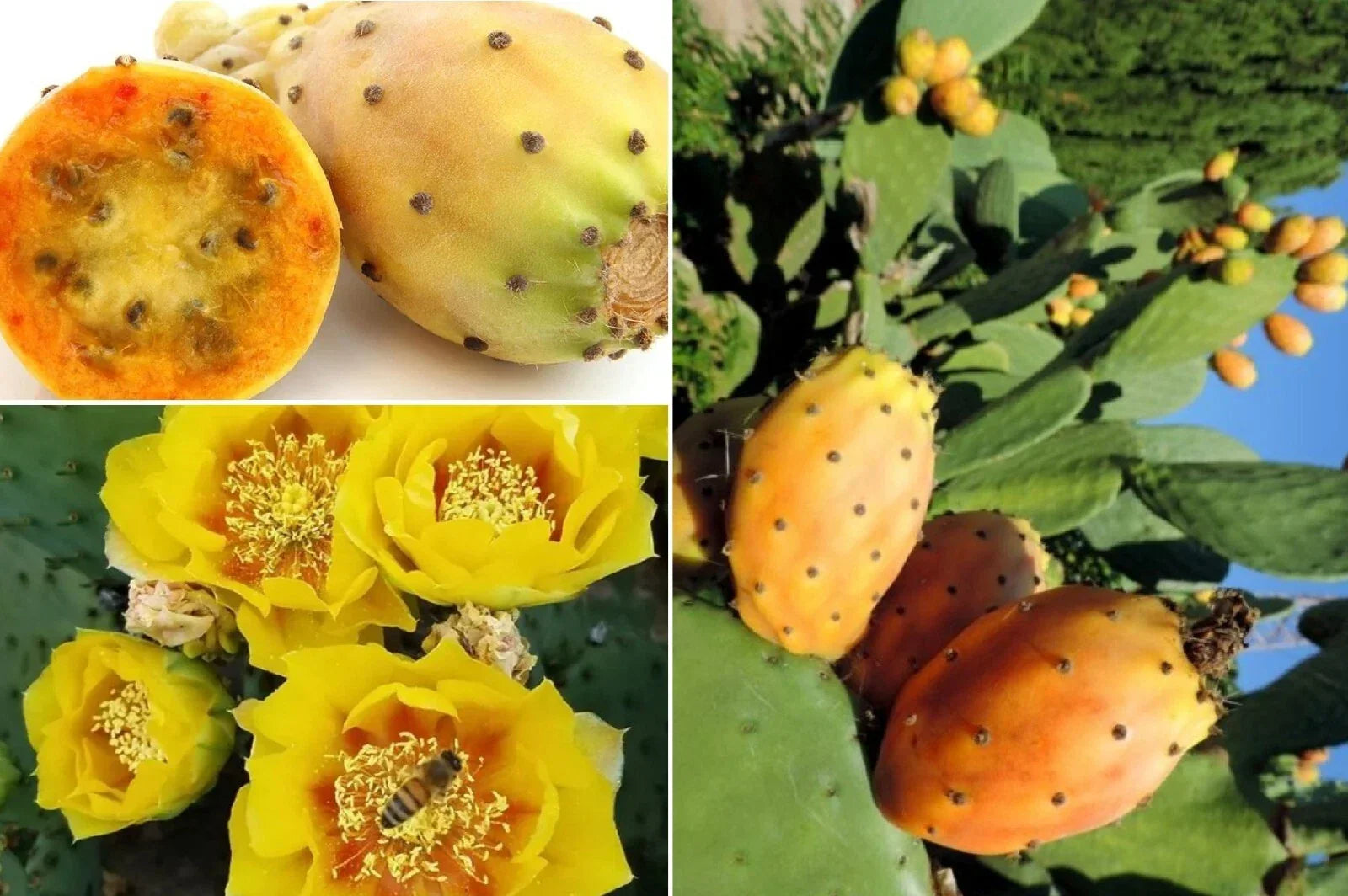 Yellow Prickly Pear Seeds, Opuntia F. indica, Rare Cactus Apple, Indian Fig, Drought-Resistant, Edible Landscaping, 20+ Seeds