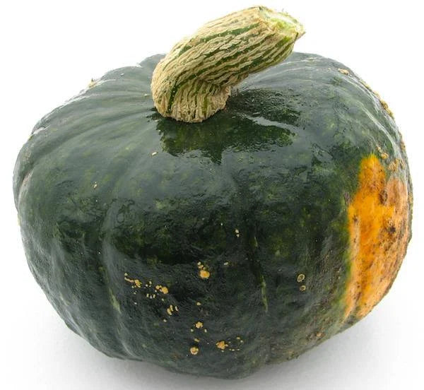 Buttercup Burgess Winter Squash Seeds – Heirloom Cucurbita maxima, Organic, High Yield, Disease-Resistant, for Roasting & Baking