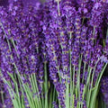 Lavender Seeds 200+ Vera Perennial Herb Lavandula angustifolia for Garden, Crafts & Aromatherapy
