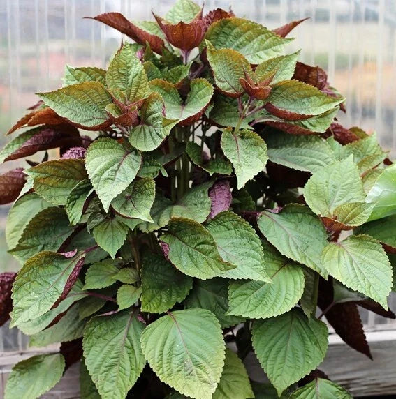 Purple Shiso Seeds - 100+ Count, Perilla frutescens var. crispa, Ornamental & Culinary Herb, Purple Perilla, Beefsteak/Sesame Leaf