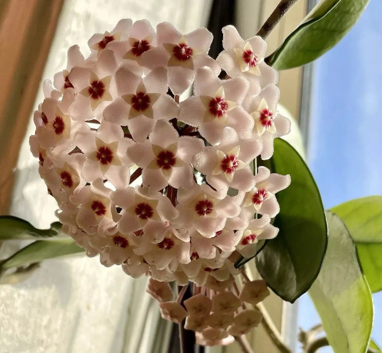 Hoya Live Rooted Plants 2 Pack | Fragrant White & Pink Flowers | Wax Plant (Hoya spp.) Indoor & Outdoor Trailing or Climbing