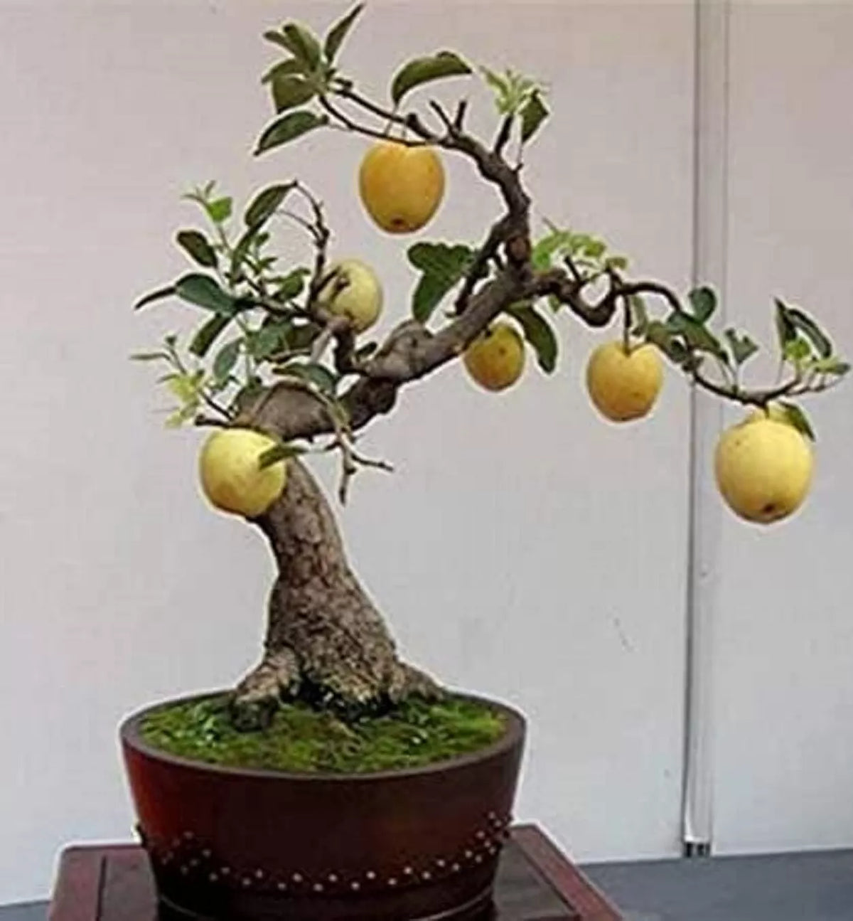 Bonsai Pear Tree Seeds - 8 Large Fruit Bearing Pyrus communis Seeds for Indoor & Outdoor Cultivation
