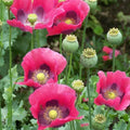 Pepperbox Poppy Seeds - 200+ Non-GMO Papaver somniferum Garden Seeds for Borders & Containers, USA Grown