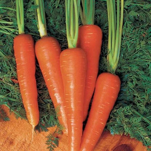 Moonraker Carrot Seeds 1000+ Pack – Non-GMO Daucus carota for Home Garden, Raised Beds & Containers