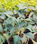 Ginkgo Biloba Tree Seedling 6-8 Inches Unsexed Ready to Plant, Maidenhair Tree, Deciduous Landscape Tree