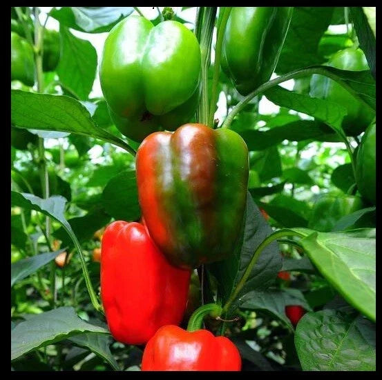 California Wonder Bell Pepper Seeds - Heirloom Red Green Sweet Capsicum annuum, 20 Count, Non-GMO, Full Sun, Bushy Plant