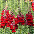 Snapdragon Cut Flowers, Defiance Red, Hummingbird Attractant, Non-GMO Seeds, Antirrhinum majus, 2000 Pack