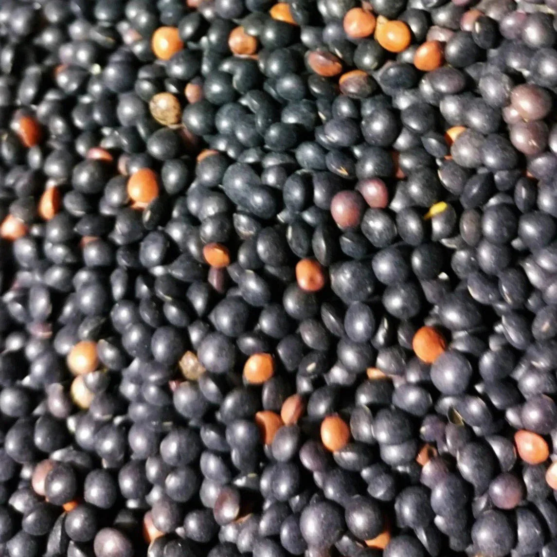 Black Lentil Seeds - Non-GMO Heirloom Lens culinaris for 2025 Planting, 100+ Pack, Edible, Protein-Rich, Easy to Grow
