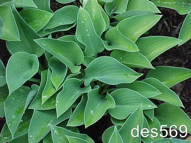 Dwarf Hosta Plants 10 Pack - Blue Cadet - Award Winning Live Perennials for Shade Gardens