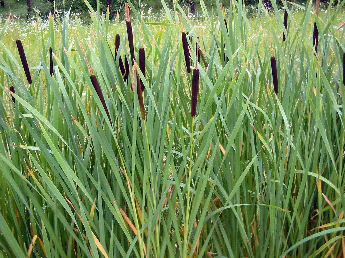 Cattail Seeds - 2000 Pack - Typha latifolia Wetland Plant for Ponds & Wildlife Habitat