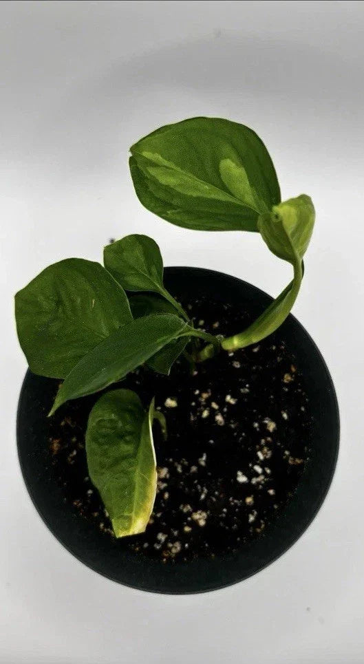 Global Green Pothos Starter Plant – Variegated Epipremnum aureum Indoor Houseplant, Trailing Vine, Easy Care