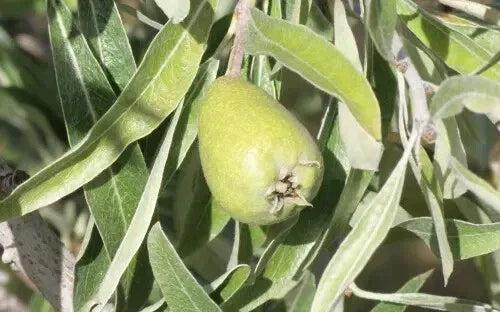 Pendula Pear Seeds - 25+ Pack for Garden Planting, Pyrus pashia, Ornamental Deciduous Tree, Weeping Form, Free Shipping