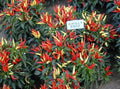 Ornamental Pepper Plant Plug - Chilly Chili Variety - Live Indoor Outdoor Garden Plant - Capsicum annuum