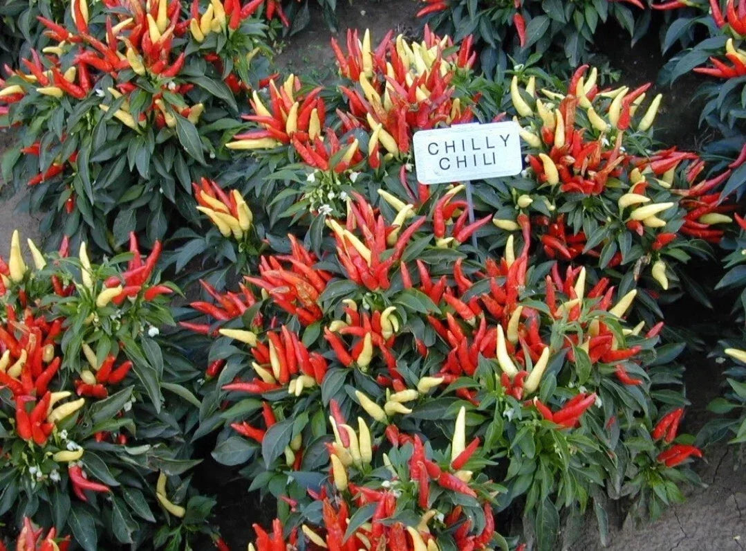 Ornamental Pepper Plant Plug - Chilly Chili Variety - Live Indoor Outdoor Garden Plant - Capsicum annuum