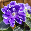 African Violet Leaf Cutting Lightspeed Variety Saintpaulia ionantha Indoor Plant Propagation