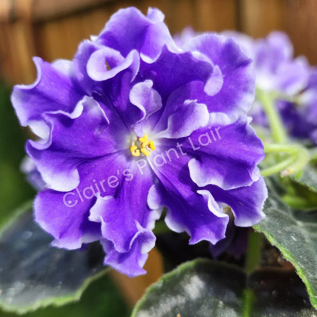 African Violet Leaf Cutting Lightspeed Variety Saintpaulia ionantha Indoor Plant Propagation