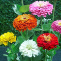 Zinnia Seeds - Dahlia Flowered Mix - Pollinator & Hummingbird Friendly - Non-GMO - 200 Seeds - Zinnia elegans