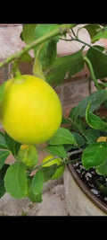 Meyer Lemon Tree 4 Inch Pot - Indoor Outdoor Citrus × meyeri with Blooms and Lemons