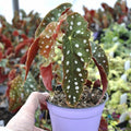 Angel Wing Begonia Seeds Pack – 25+ Begonia corymbifera for Indoor & Outdoor Gardening