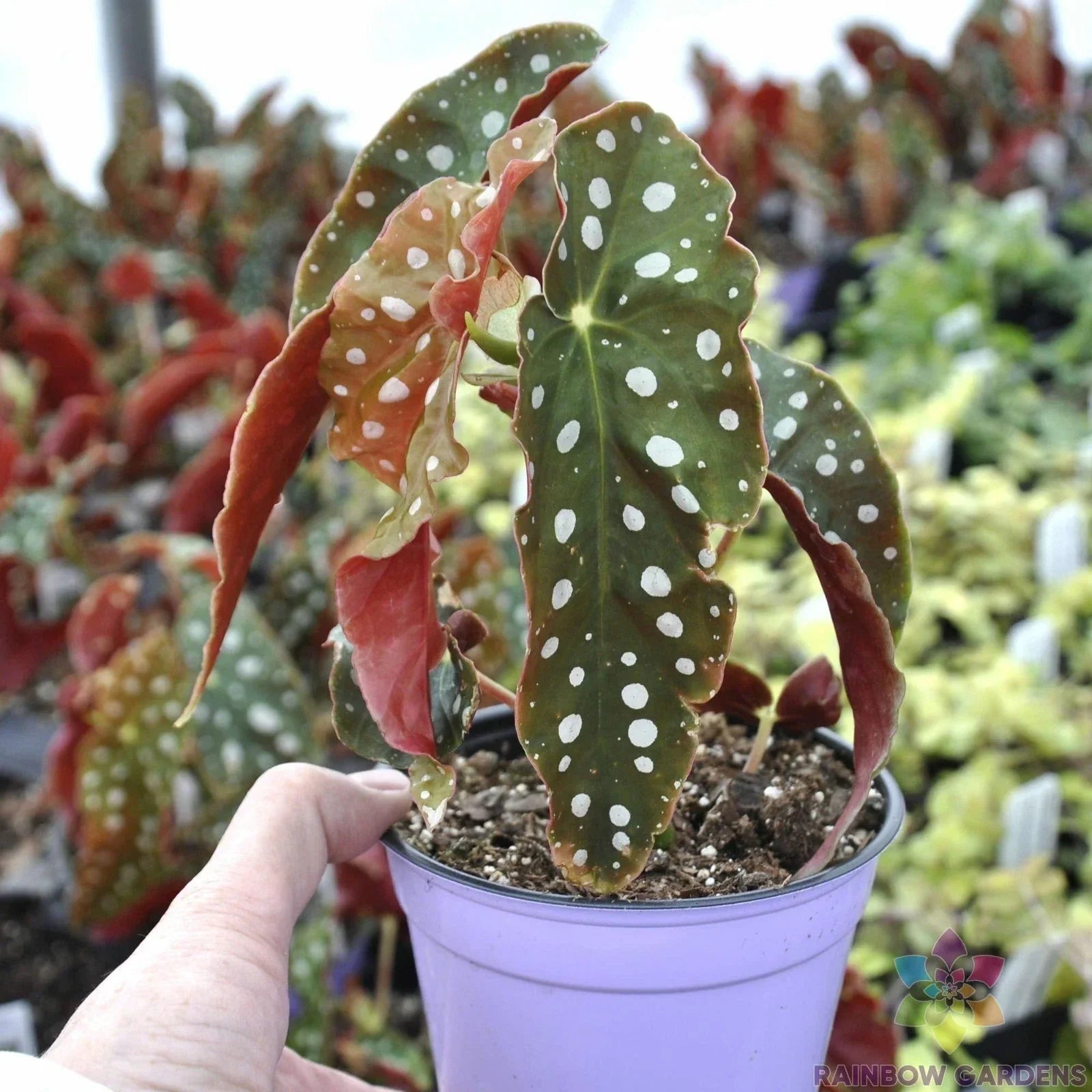 Angel Wing Begonia Seeds Pack – 25+ Begonia corymbifera for Indoor & Outdoor Gardening