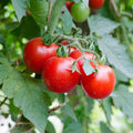 Large Heirloom Red Cherry Tomato Seeds - Non-GMO, Salad Variety, Solanum lycopersicum, Pack of 25