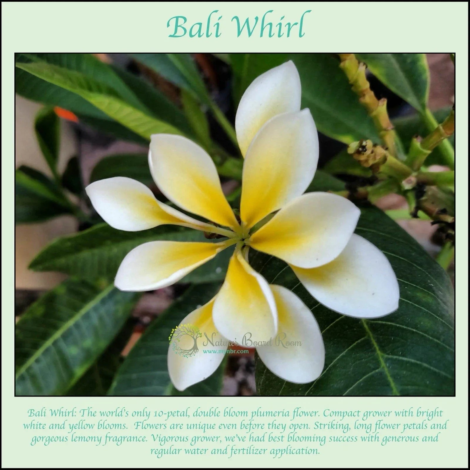 Rooted Bali Whirl Plumeria Plant Cutting - 10-Petal Fragrant Flower - Plumeria obtusa