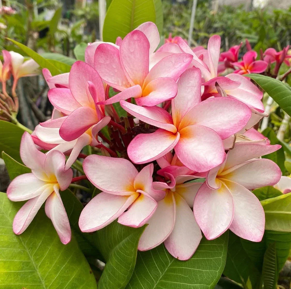 Rooted Plumeria Cutting - Maui Breeze, 13-inch, 3 Tips, Plumeria obtusa, Tropical Flowering Plant for Garden or Indoor