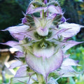 Clary Sage Seeds - 30 Count - Bluish-White Flowers - Salvia sclarea - Easy to Grow Herb for Gardens and Pollinators