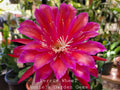 Epiphyllum Ferris Wheel Cuttings - 8-10 Inch Unrooted Exotic Houseplant for Indoor Garden