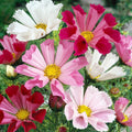 Cosmos Seahells Seeds - 50 Pack, Cosmos bipinnatus, Shell-Shaped Flowers, Annual Garden Seeds for Pollinators
