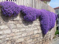 Purple Rock Cress Seeds - 250 Count, Aubrieta deltoidea, Low-Growing Perennial, Purple Flowers, Rock Garden, Ground Cover, Drought Tolerant