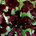 Beaujolais Sweet Pea Seeds - Climbing Vine, Deep Burgundy Flowers, Lathyrus odoratus, 50+ Seeds for Garden, Fragrant Annual Plant