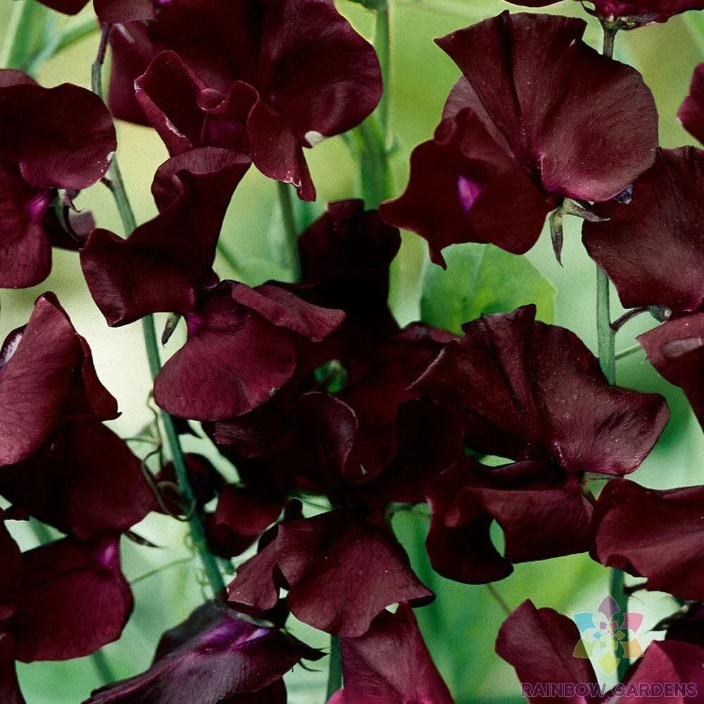 Beaujolais Sweet Pea Seeds - Climbing Vine, Deep Burgundy Flowers, Lathyrus odoratus, 50+ Seeds for Garden, Fragrant Annual Plant