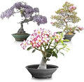 Flowering Bonsai Tree Seed Bundle #2 - All Flowering Varieties, Vibrant Colors, Mixed Seeds, Dwarf Miniature, Bonsai Gardening