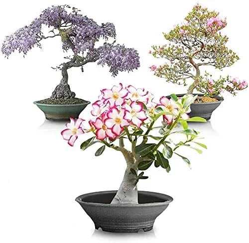 Flowering Bonsai Tree Seed Bundle #2 - All Flowering Varieties, Vibrant Colors, Mixed Seeds, Dwarf Miniature, Bonsai Gardening