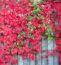 Virginia Creeper Ground Cover Live Rooted Cuttings - Parthenocissus quinquefolia, Hardy Climbing Vine, 3 Pack