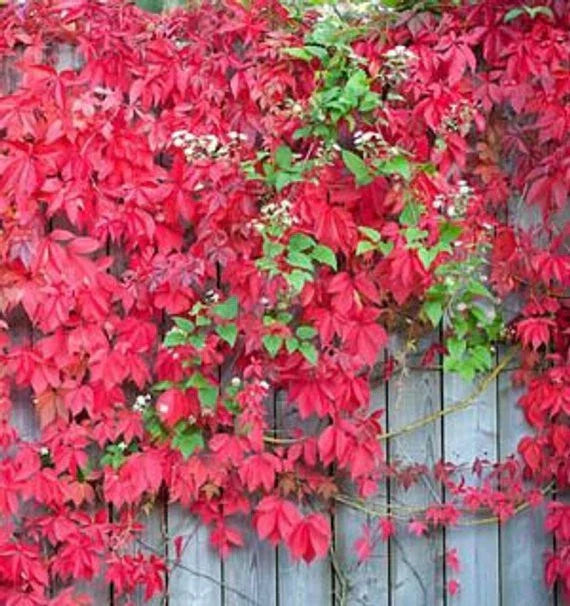 Virginia Creeper Ground Cover Live Rooted Cuttings - Parthenocissus quinquefolia, Hardy Climbing Vine, 3 Pack